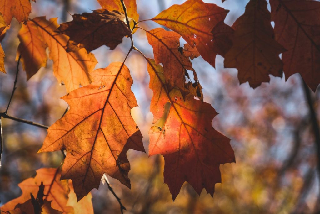 oak leaves